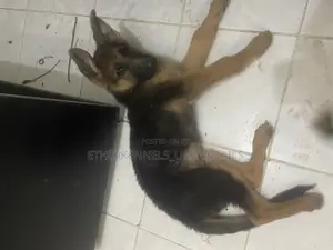 1-3 months Male Purebred German Shepherd
