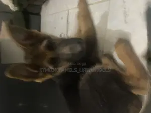 1-3 months Male Purebred German Shepherd