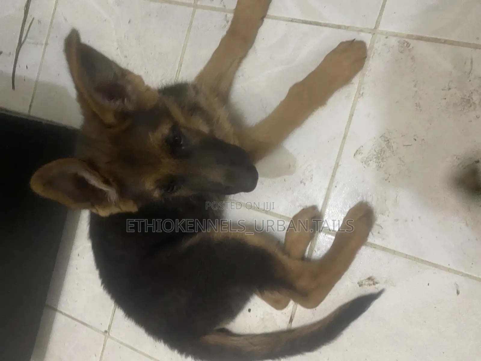 1-3 months Male Purebred German Shepherd