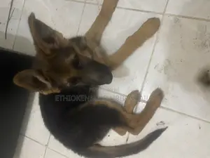 1-3 months Male Purebred German Shepherd