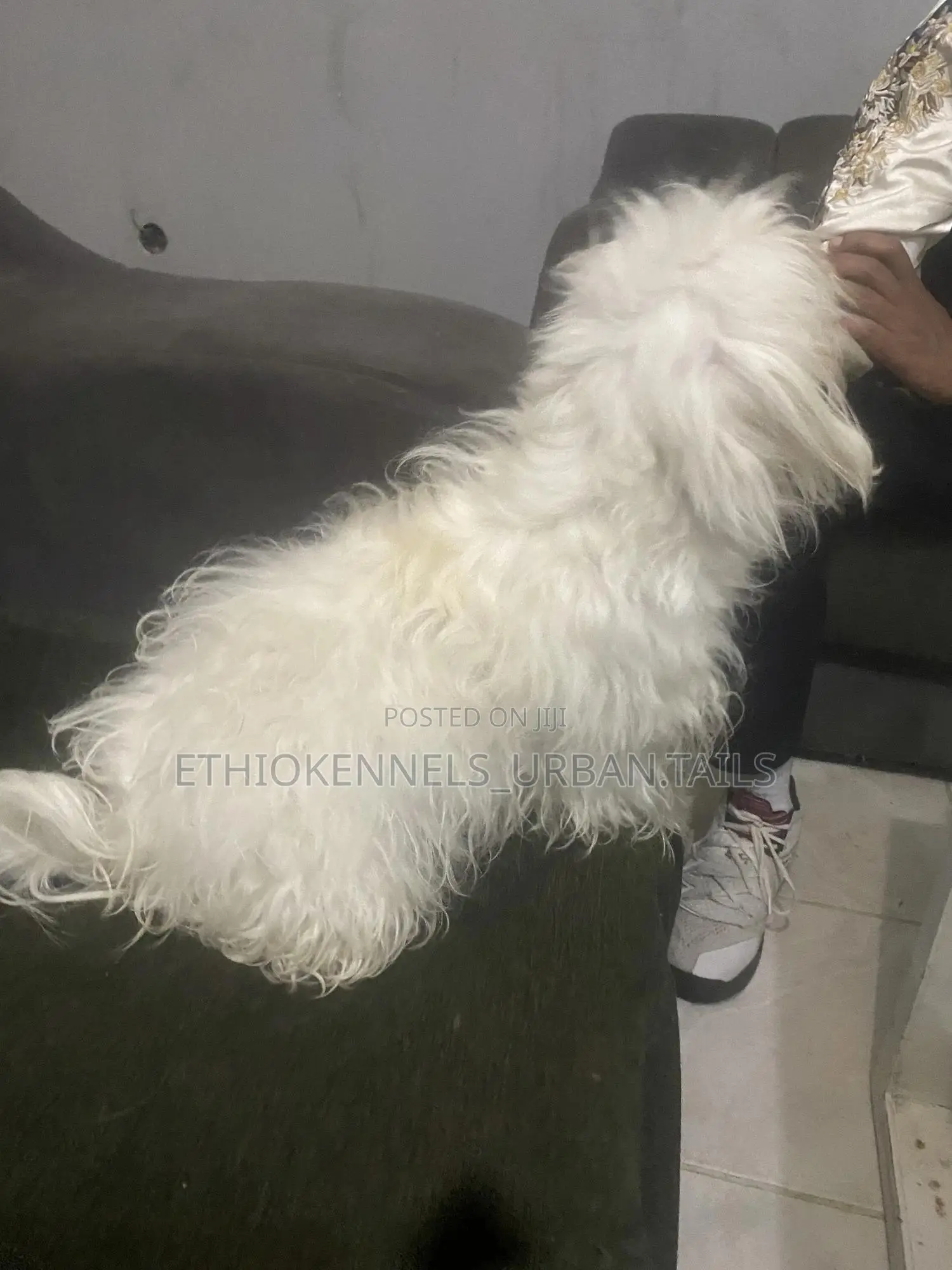 1-3 months Male Purebred Maltese