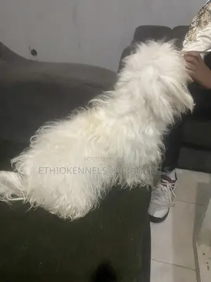 1-3 months Male Purebred Maltese