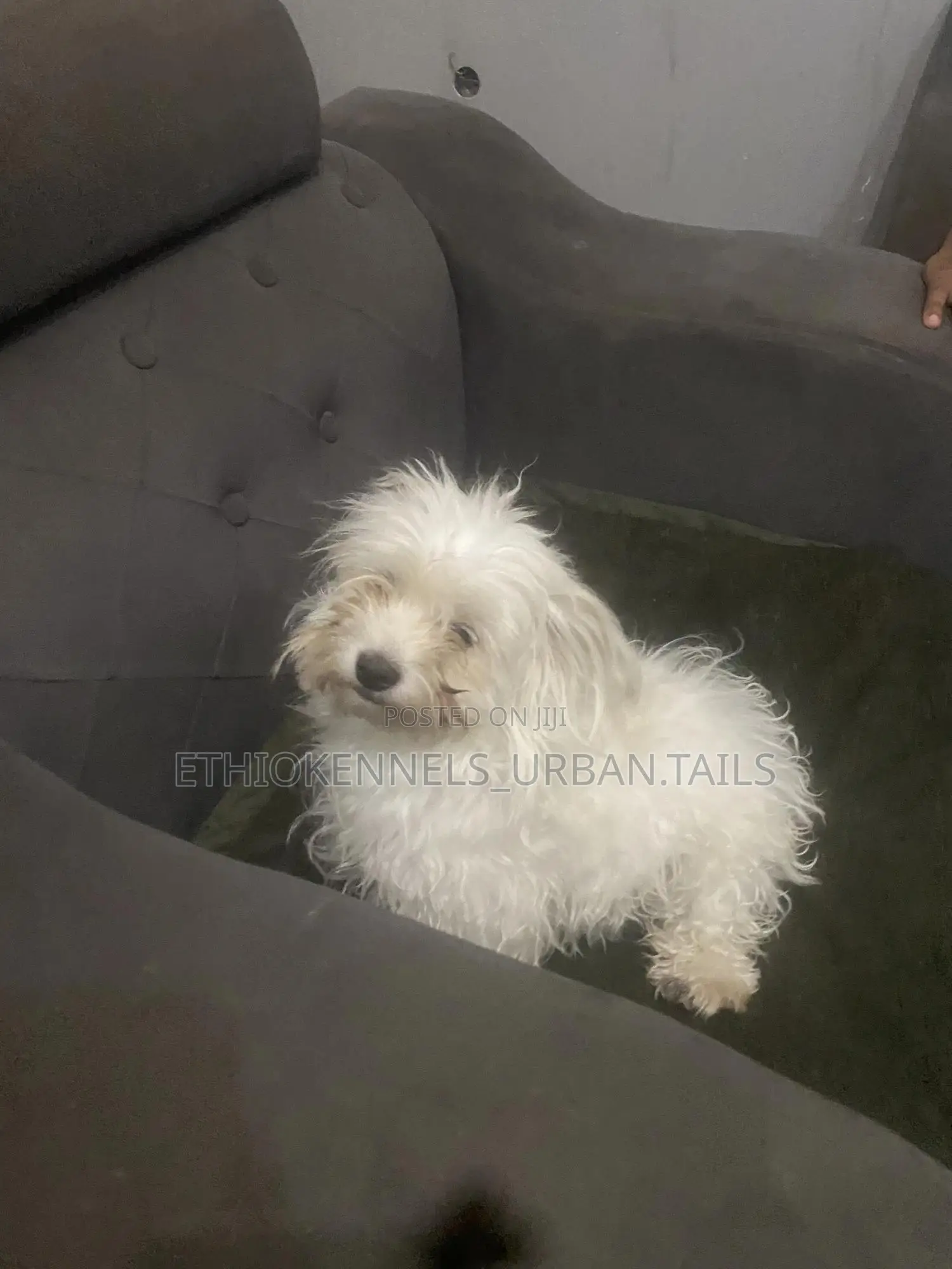 1-3 months Male Purebred Maltese