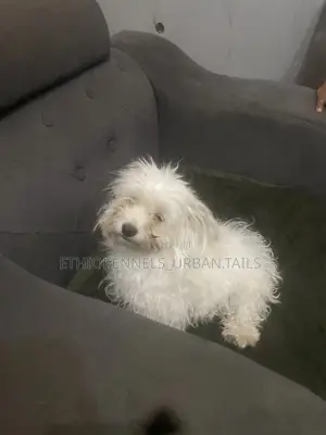 1-3 months Male Purebred Maltese