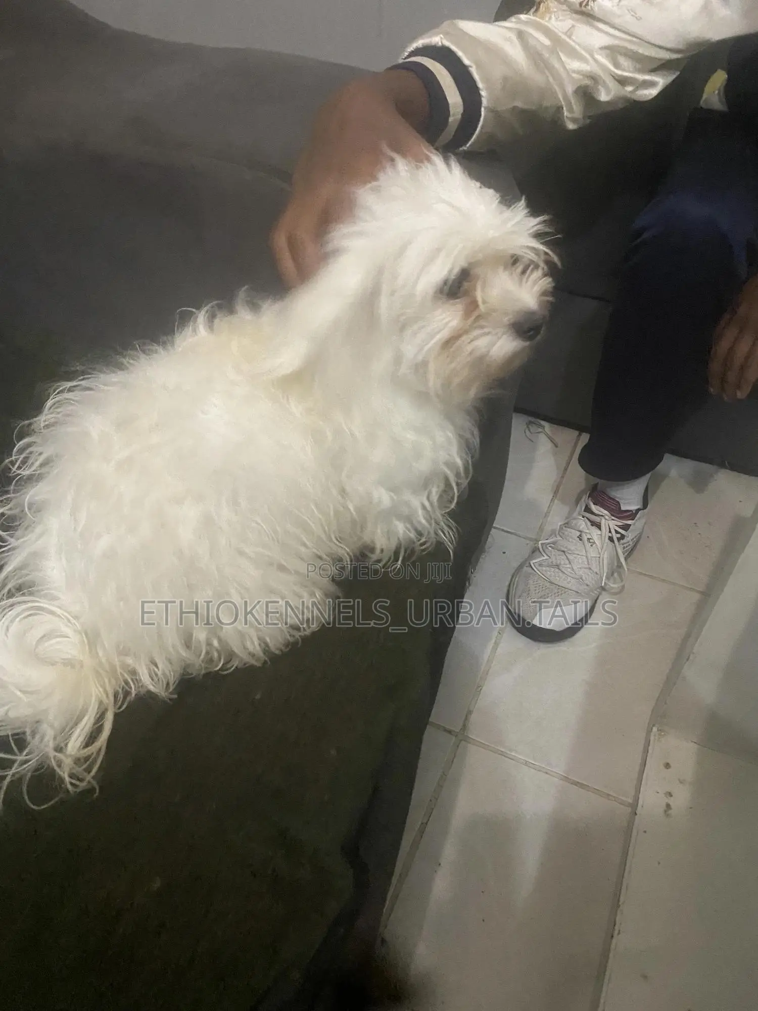 1-3 months Male Purebred Maltese