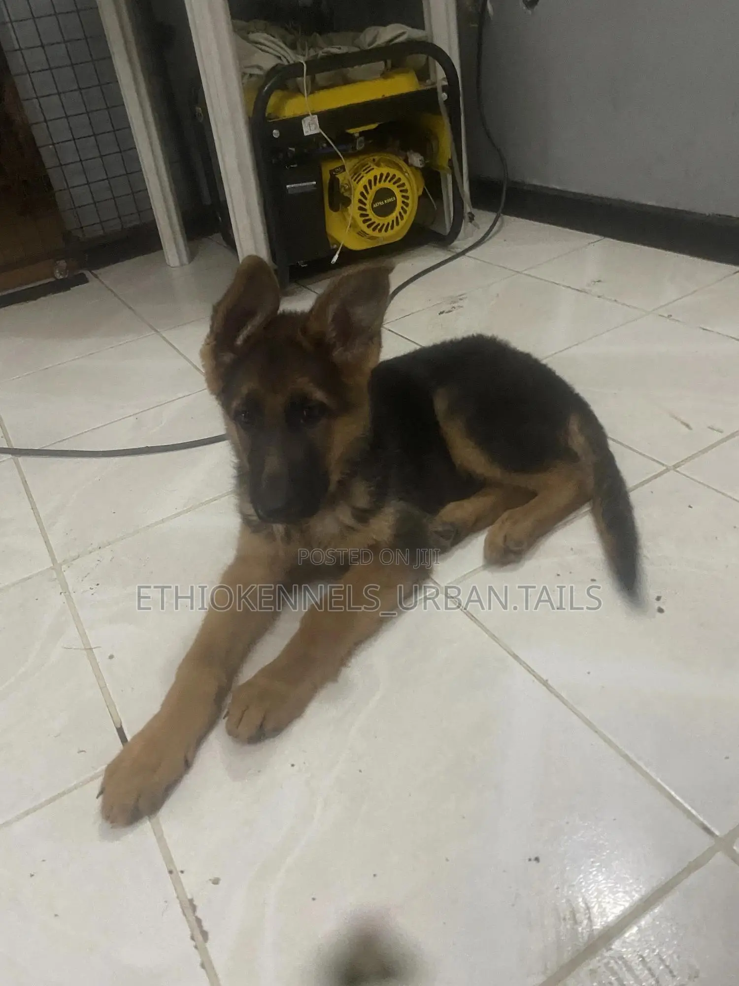 1-3 months Male Purebred German Shepherd