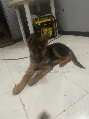 1-3 months Male Purebred German Shepherd