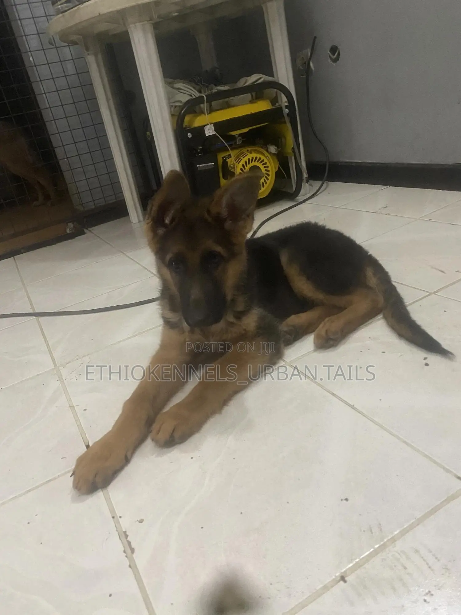 1-3 months Male Purebred German Shepherd