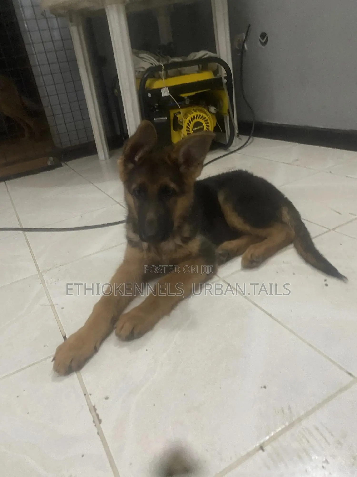1-3 months Male Purebred German Shepherd