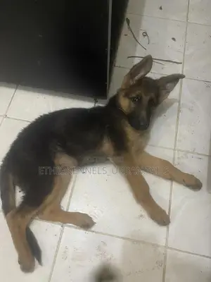 1-3 months Male Purebred German Shepherd