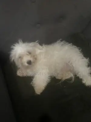 1-3 months Female Purebred Maltese
