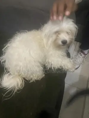 1-3 months Female Purebred Maltese