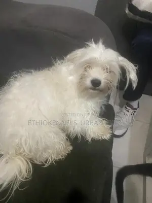 1-3 months Female Purebred Maltese
