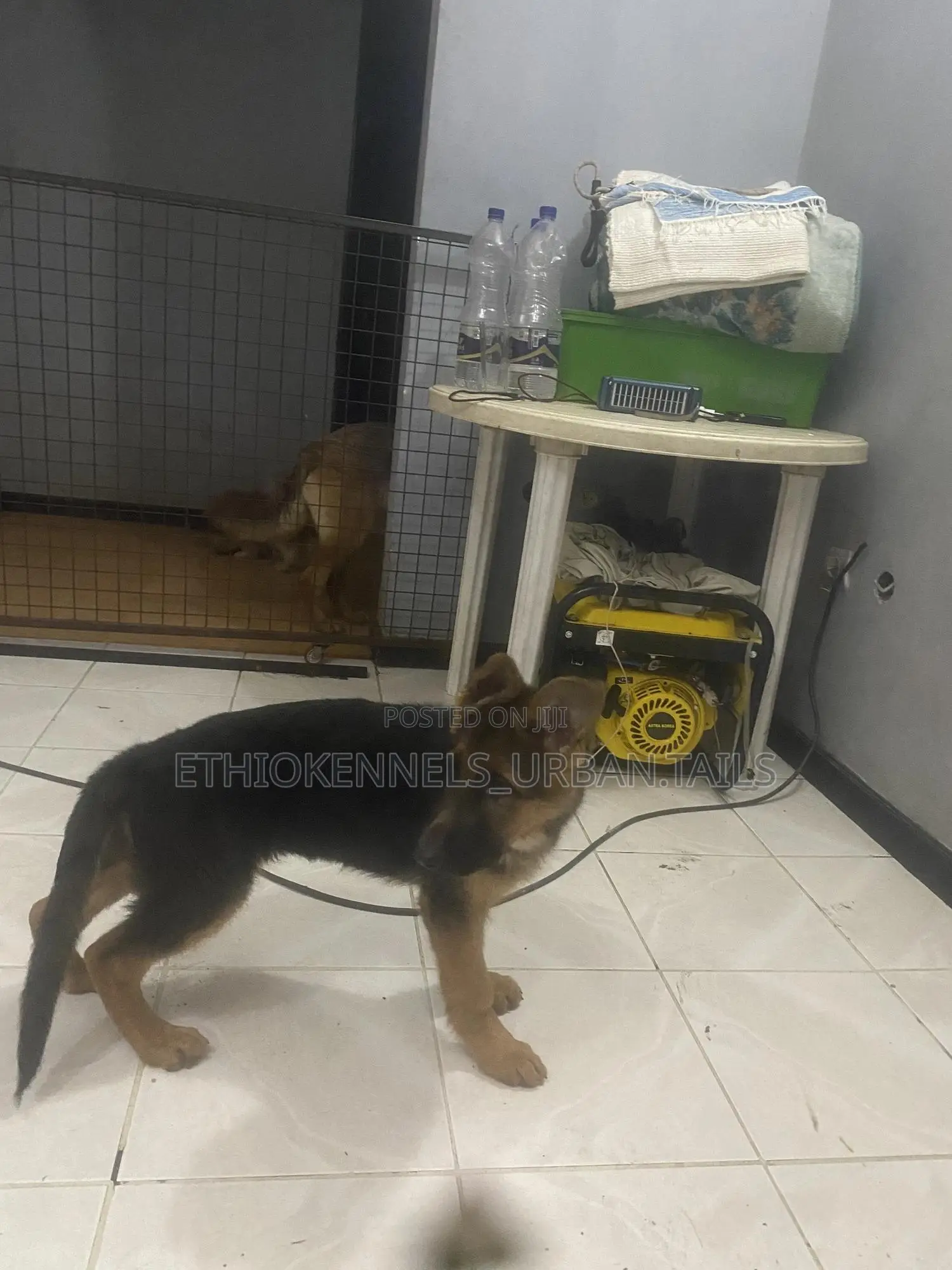 1-3 months Male Purebred German Shepherd
