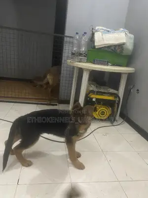 1-3 months Male Purebred German Shepherd