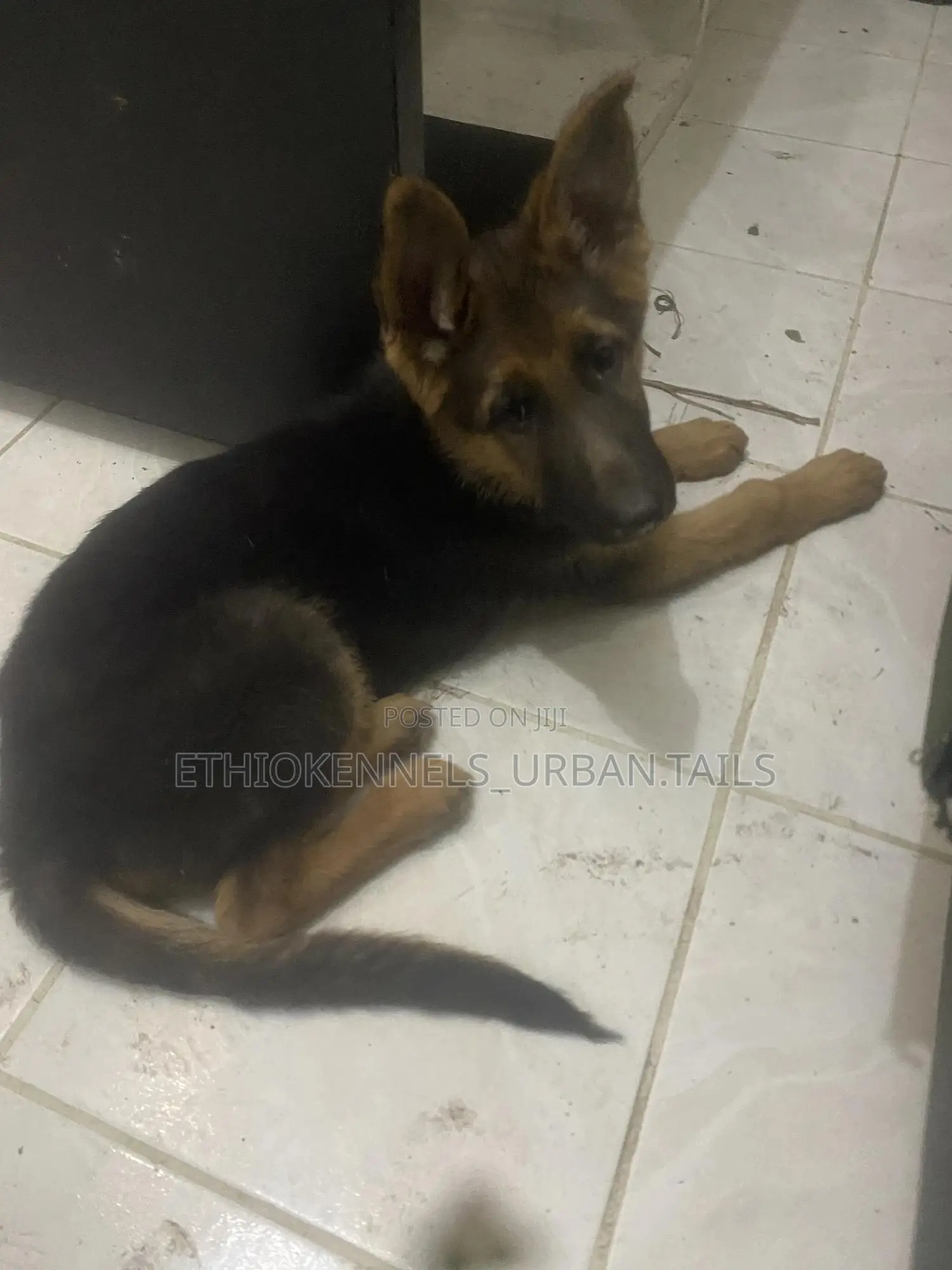 1-3 months Male Purebred German Shepherd