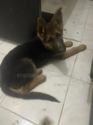 1-3 months Male Purebred German Shepherd