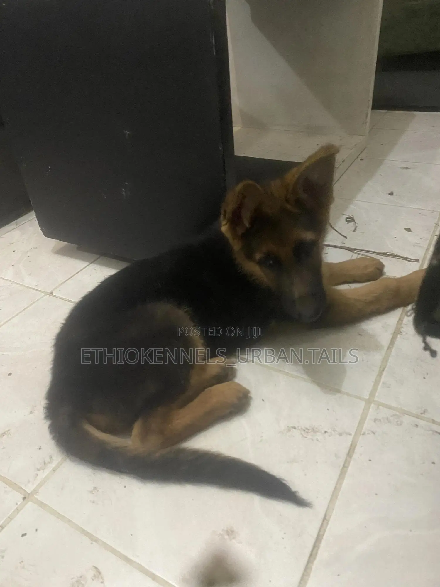 1-3 months Male Purebred German Shepherd