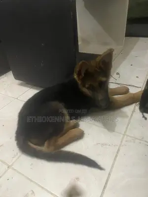 1-3 months Male Purebred German Shepherd