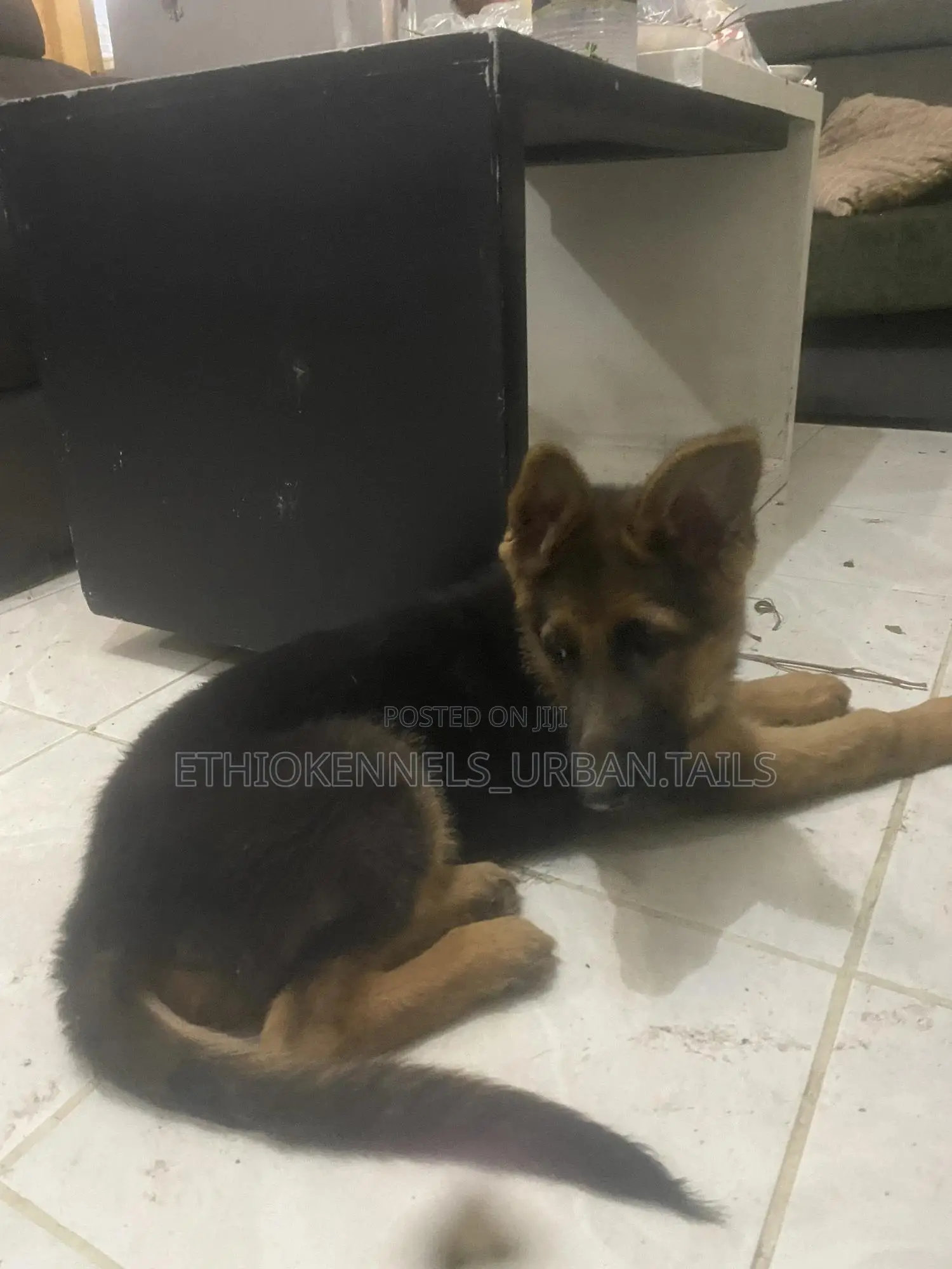 1-3 months Male Purebred German Shepherd