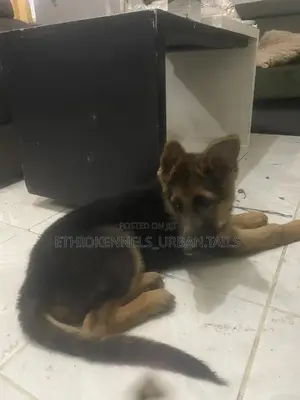 1-3 months Male Purebred German Shepherd
