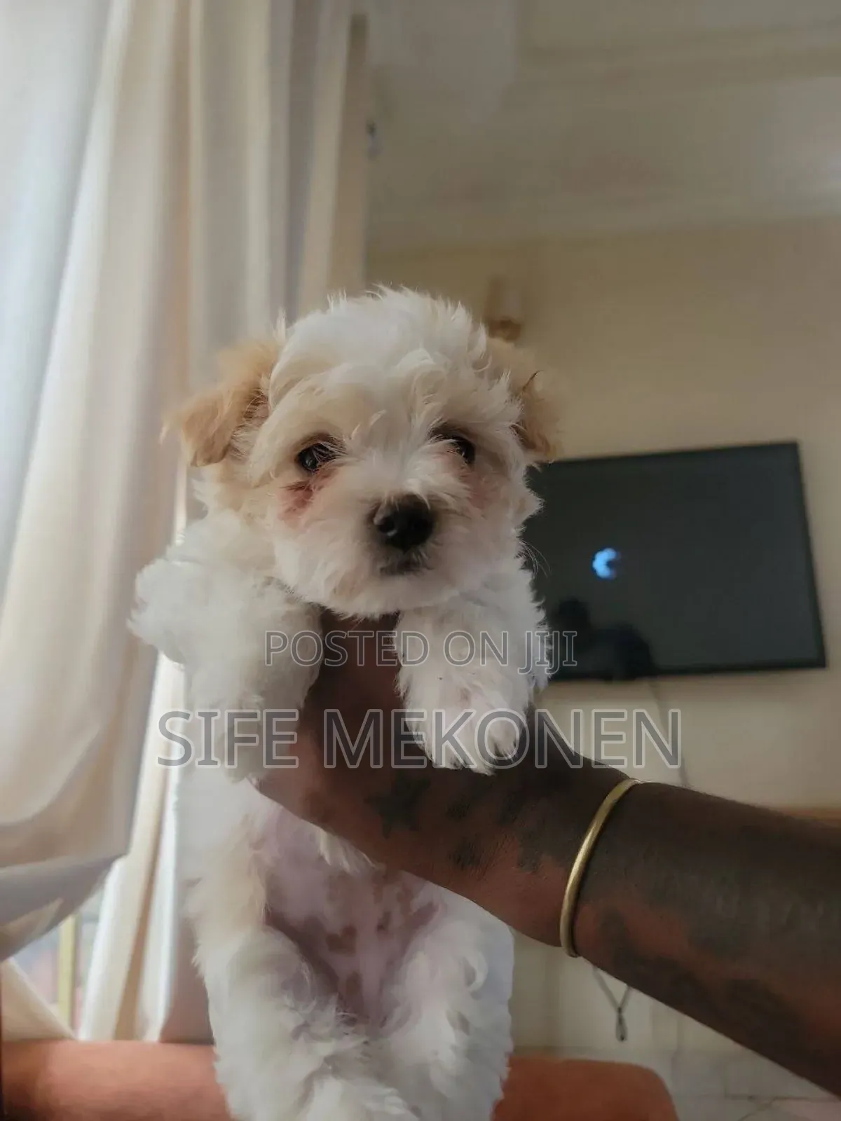 1-3 months Male Purebred Maltese