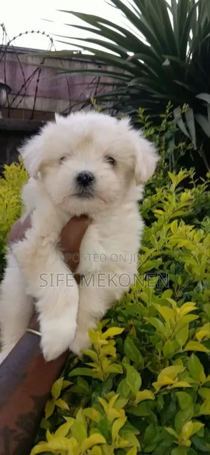 1-3 months Female Purebred Maltese