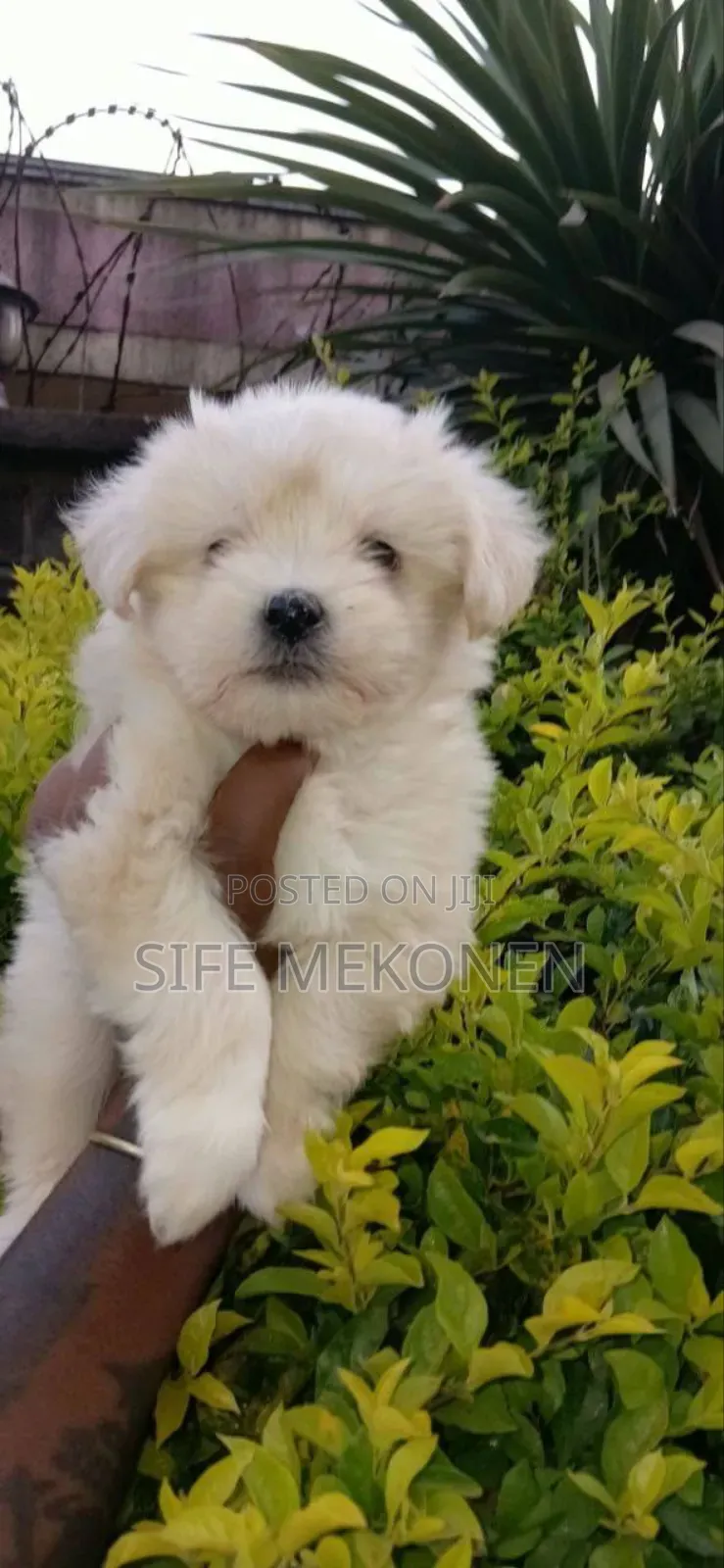 1-3 months Female Purebred Maltese