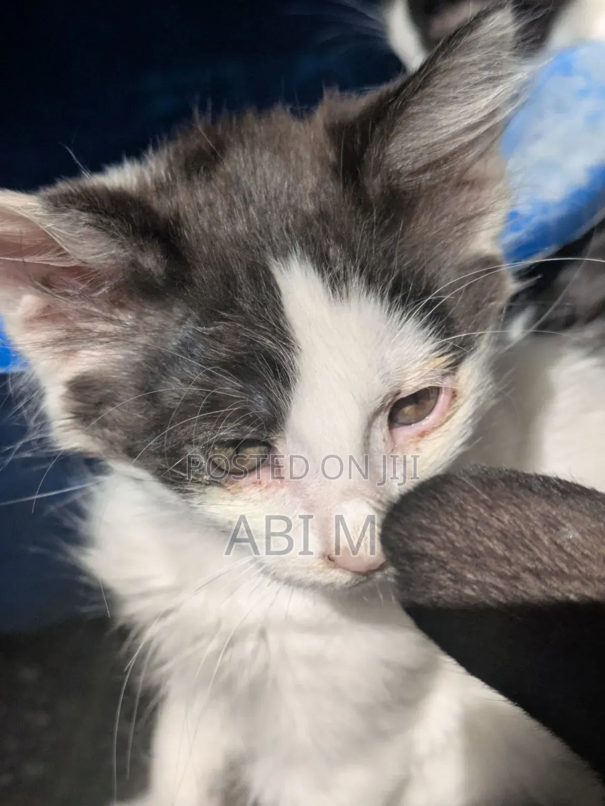 0-1 month Female Mixed Breed American Curl