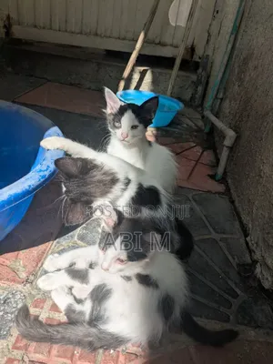 0-1 month Female Mixed Breed American Curl