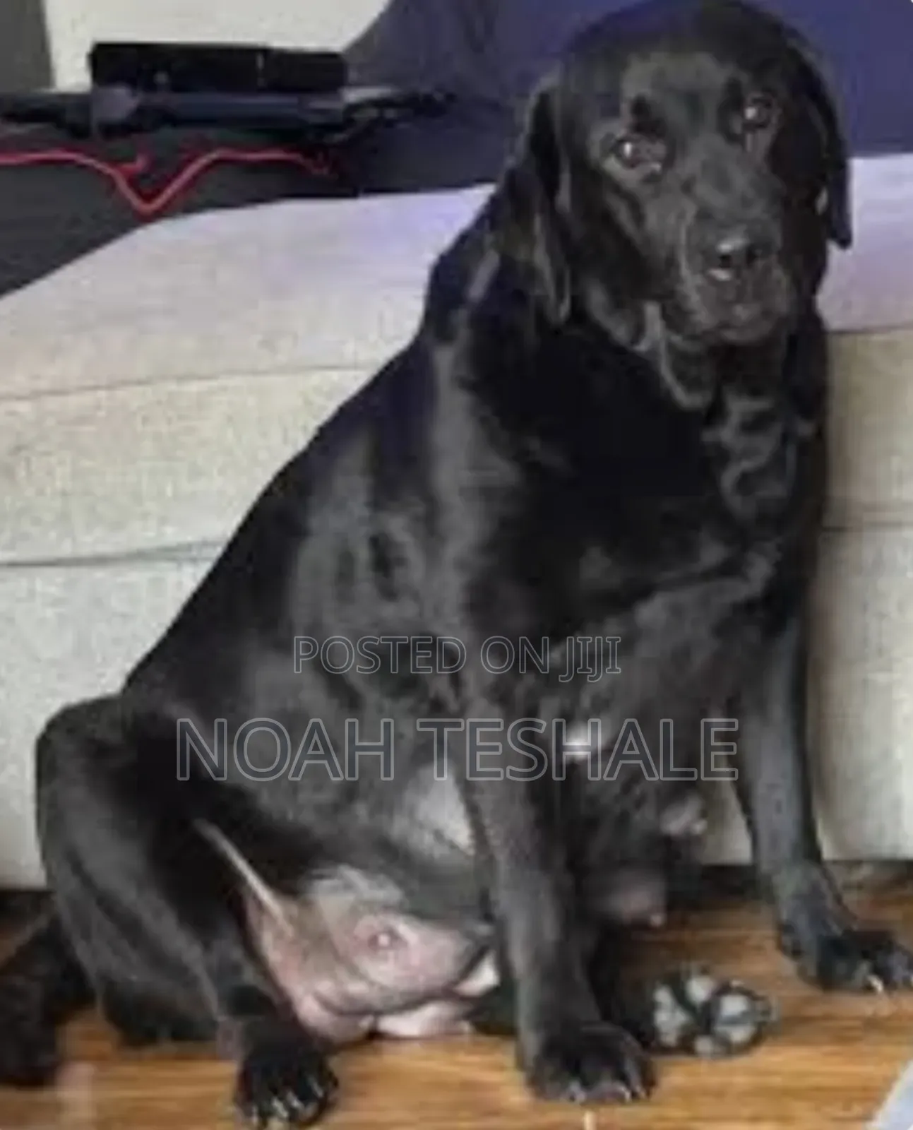 0-1 month Male Purebred Golden Retriever