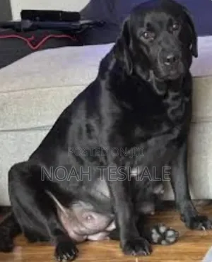 0-1 month Male Purebred Golden Retriever