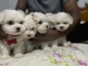 1-3 months Male Purebred Maltese
