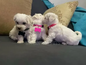 1-3 months Male Purebred Maltese