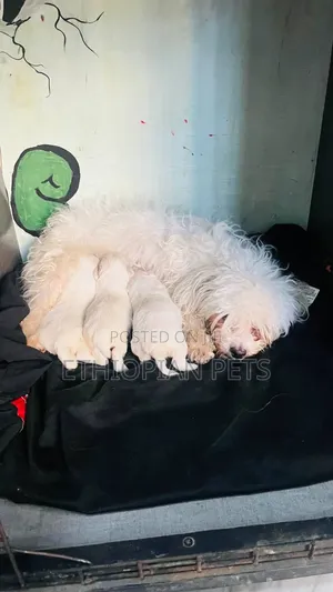 1-3 months Male Purebred Maltese