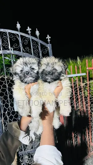 1-3 months Female Purebred Havanese
