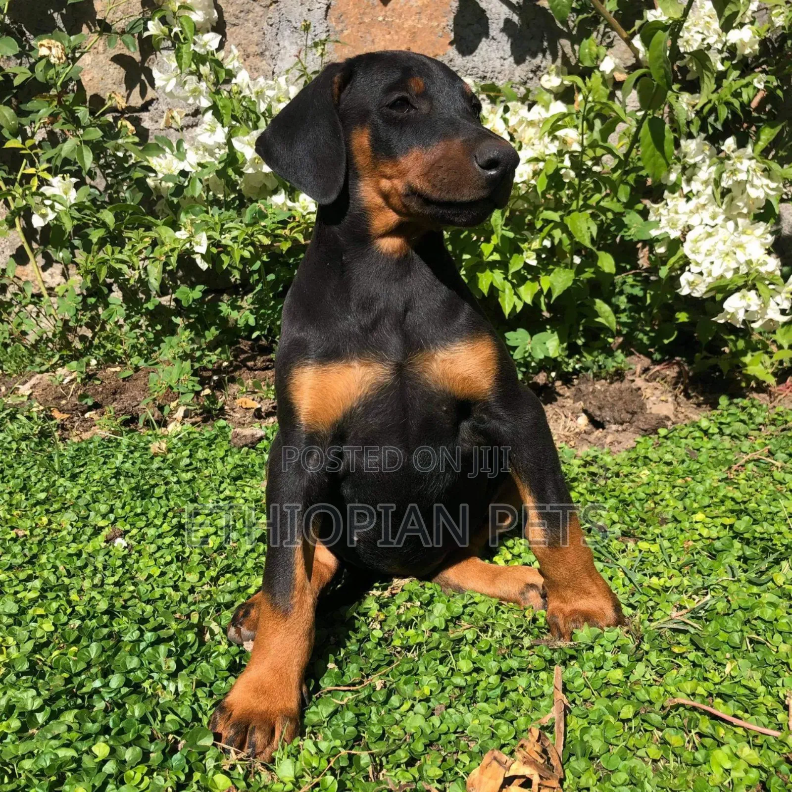 1-3 months Male Purebred Doberman Pinscher
