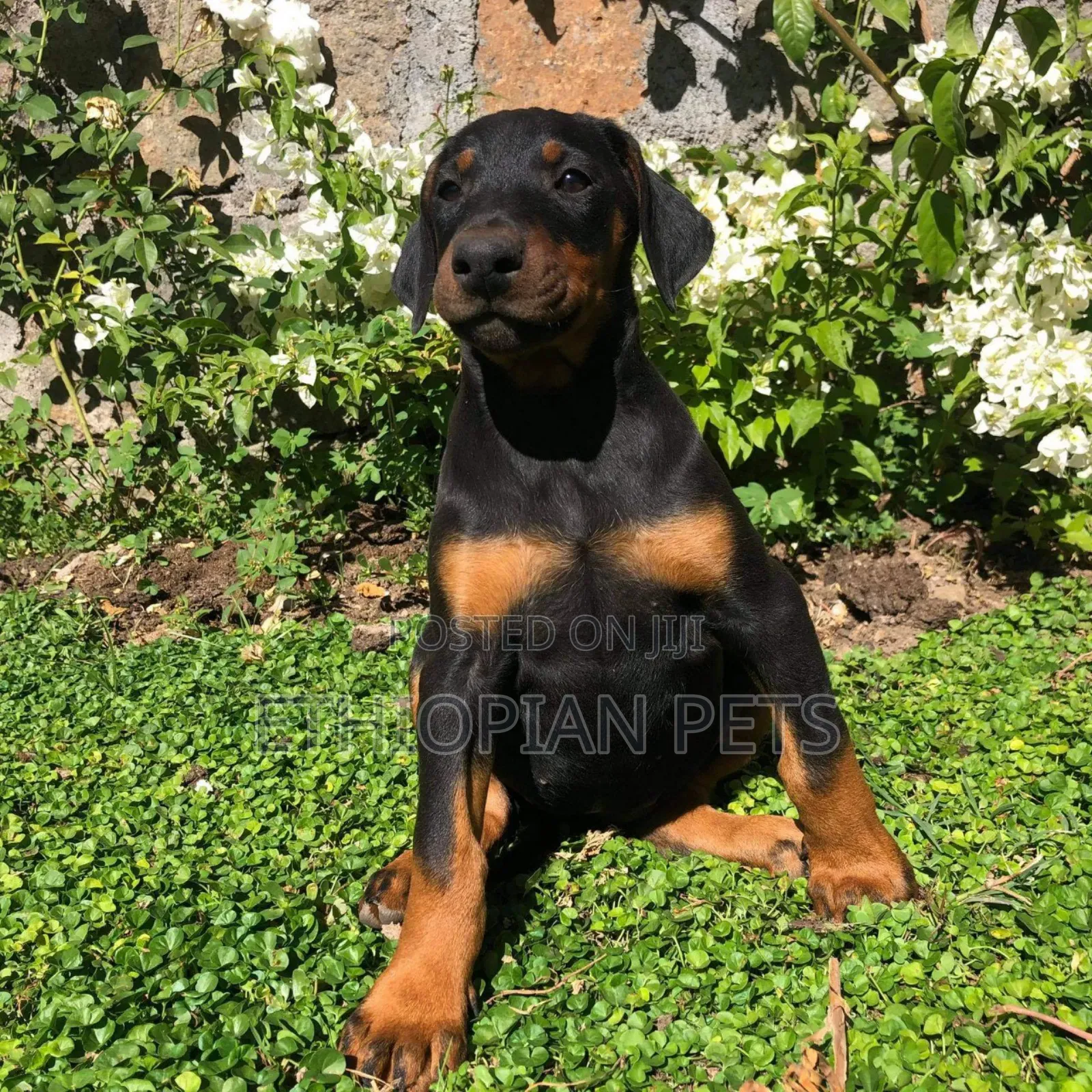 1-3 months Male Purebred Doberman Pinscher