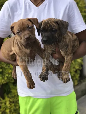 1-3 months Male Purebred Mastiff