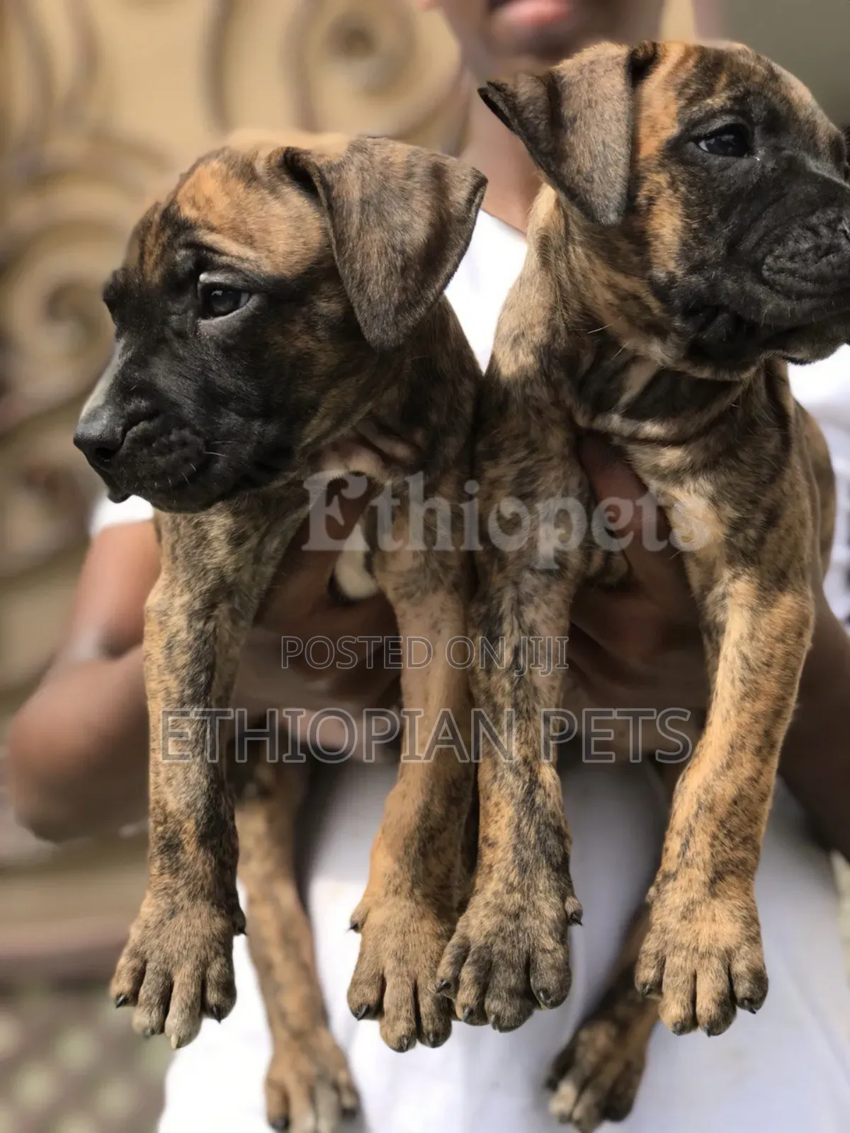 1-3 months Male Purebred Mastiff