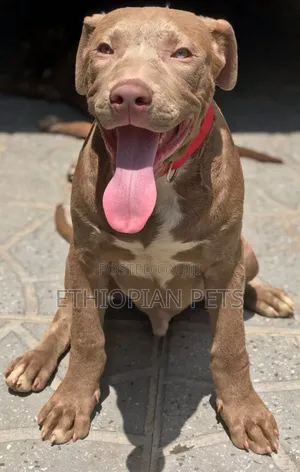 1-3 months Male Purebred American Pit Bull Terrier