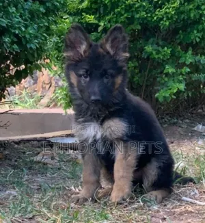 1-3 months Male Purebred German Shepherd