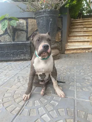 3-6 months Male Purebred American Bully