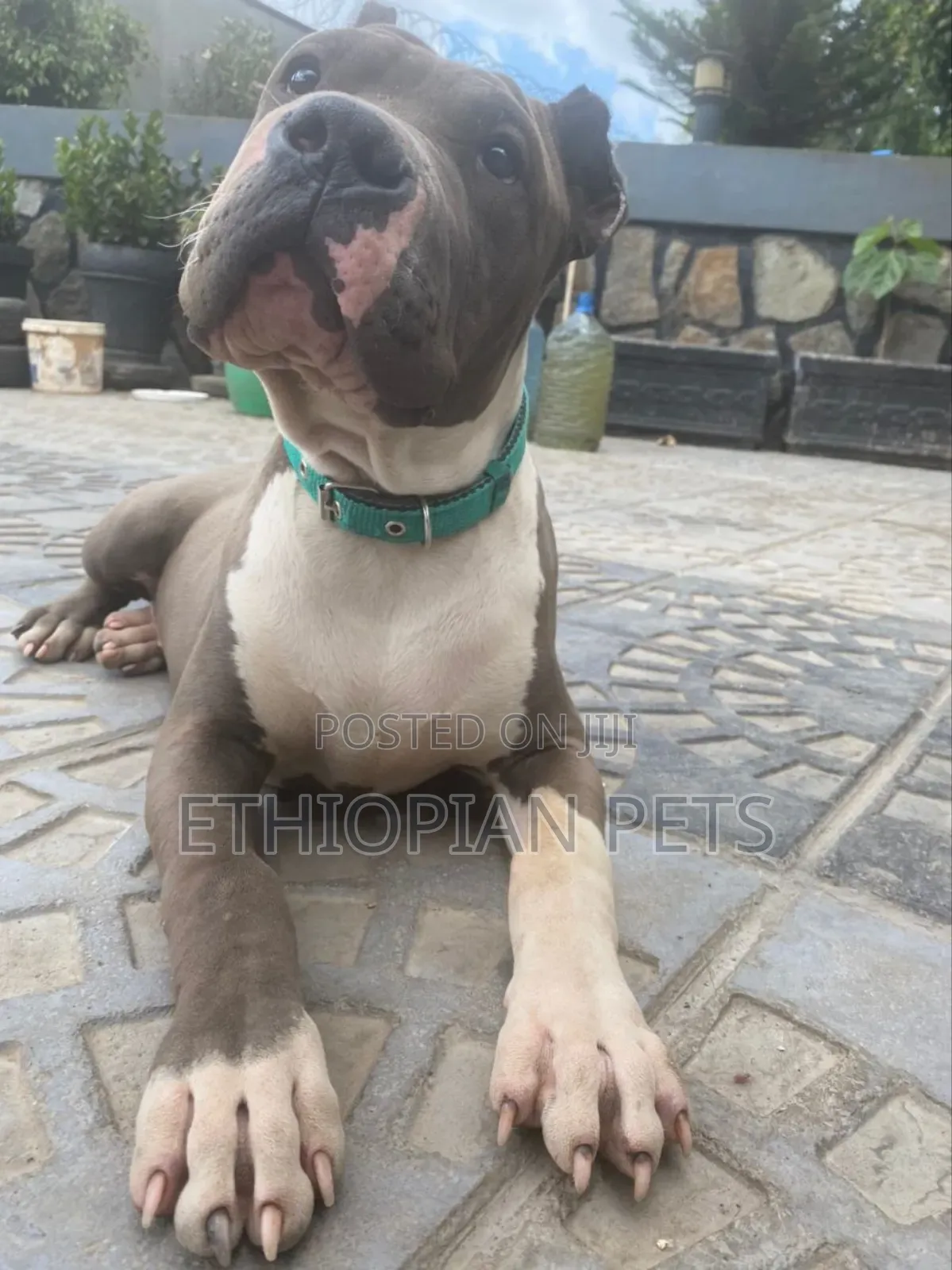 3-6 months Male Purebred American Bully