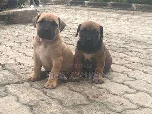 1-3 months Male Purebred Boerboel