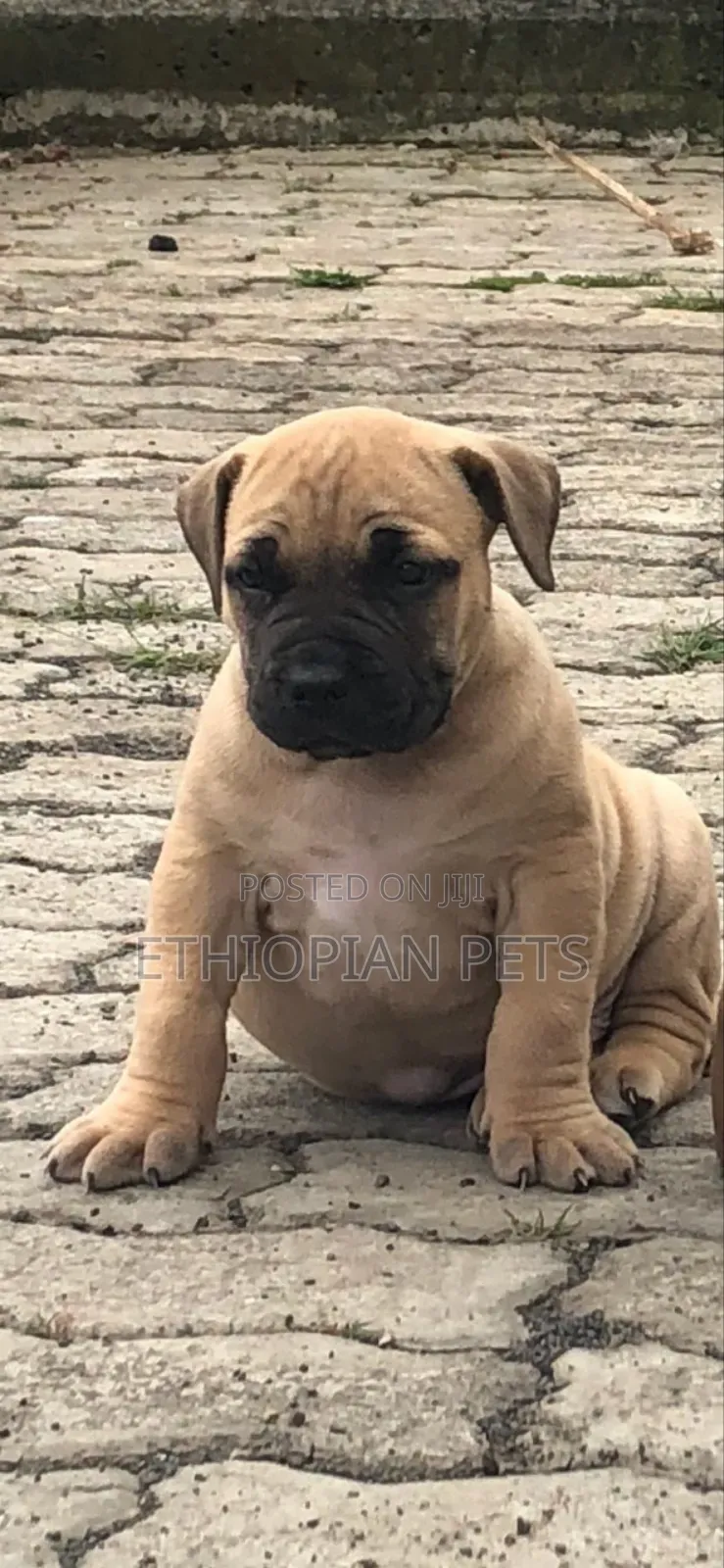 1-3 months Male Purebred Boerboel