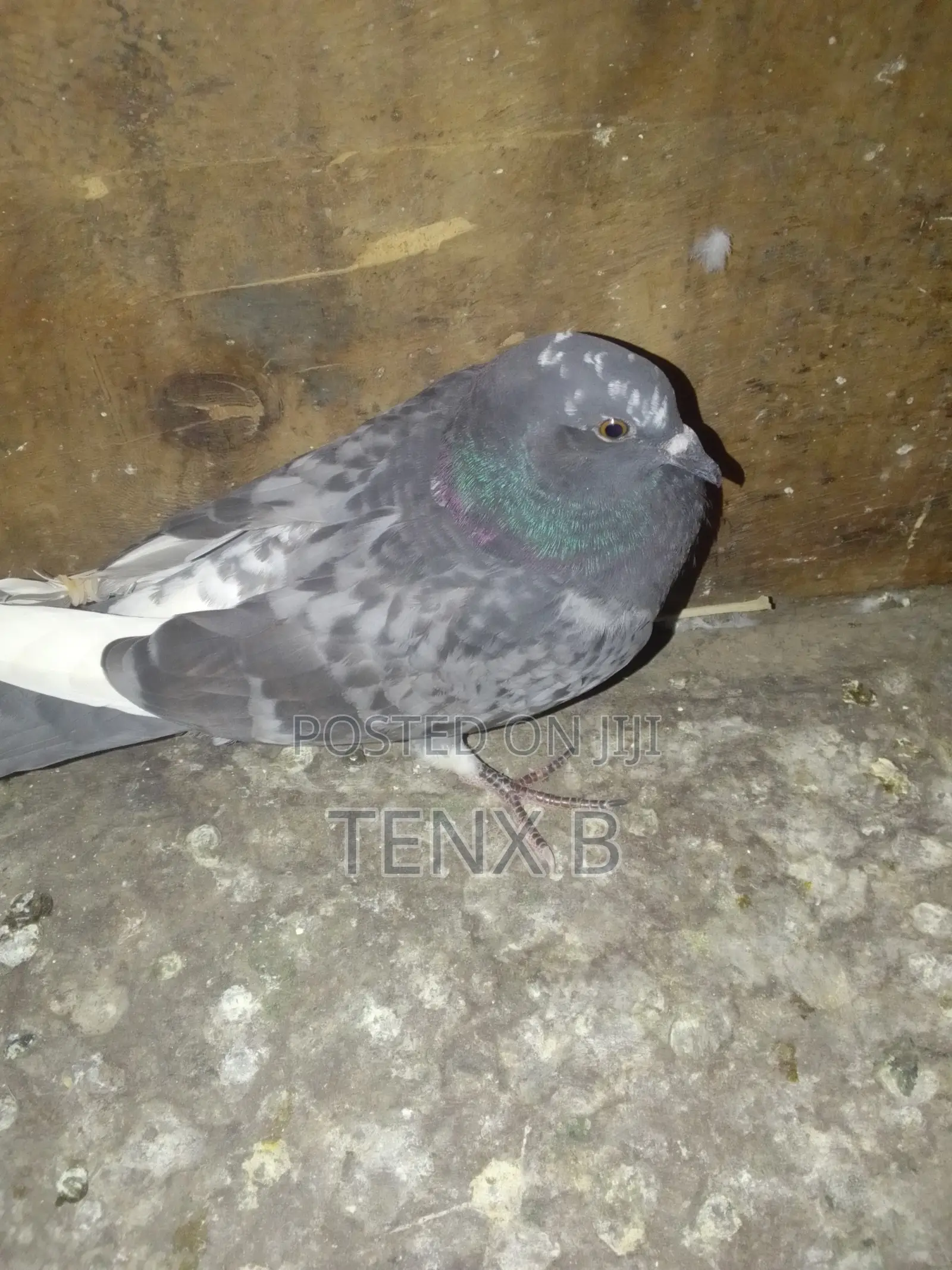Rock Pigeon: ጠጠርማ እርግብ
