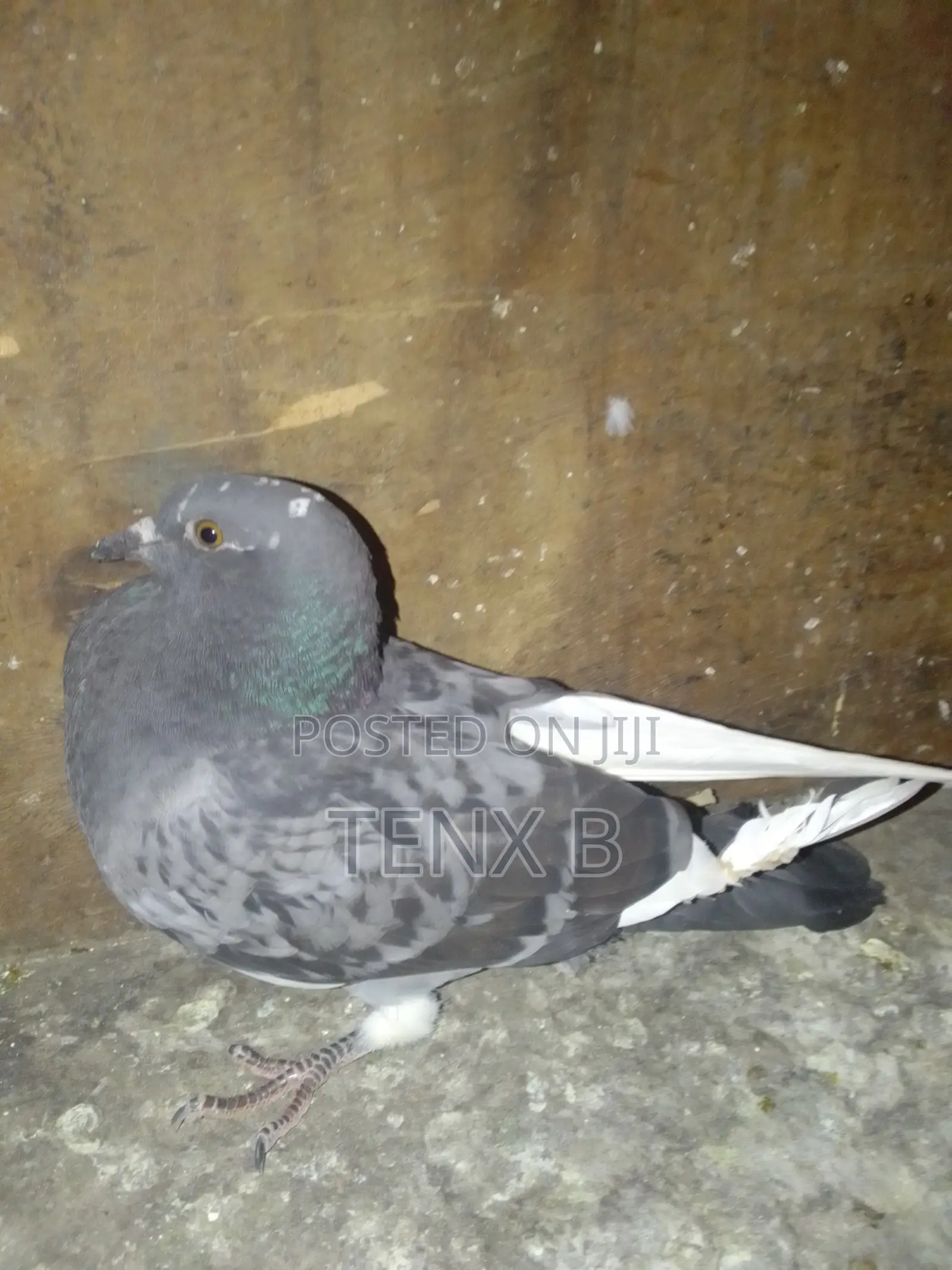 Rock Pigeon: ጠጠርማ እርግብ