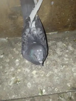 Rock Pigeon: ጠጠርማ እርግብ