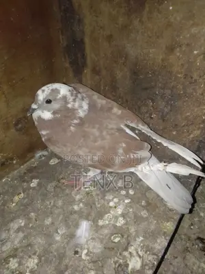 Top Quality/Gorgeous/Normal Pigeons : ገራሚ ገራሚ እርግቦች በብዛት